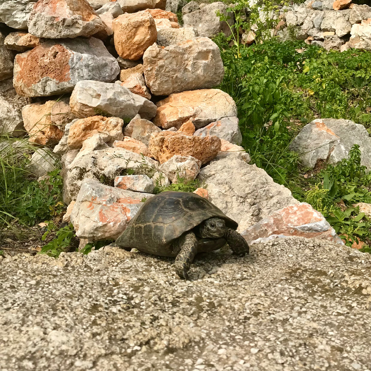 Приятная встреча по пути к крепости.