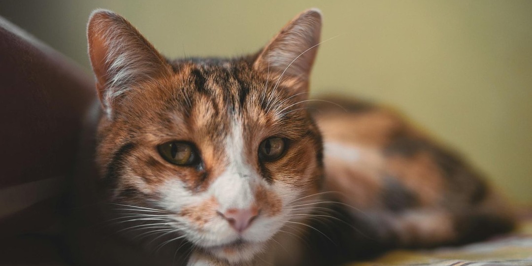 «Кошки не плачут, они просто терпят»: душераздирающая история Барсика