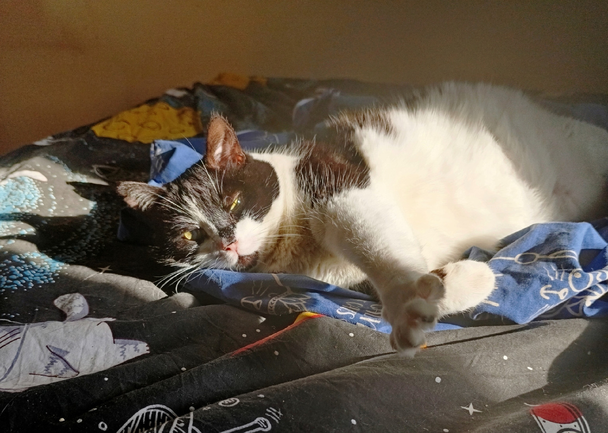 Геральт тоже всякое видел, но напечтать не может - у него лапки