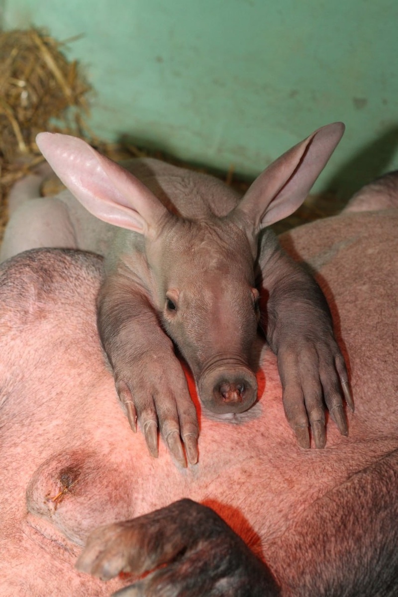    Фото предоставлено Екатеринбургским зоопарком.