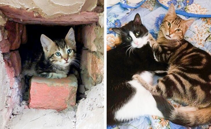 14 человек, которые не планировали заводить котов, но усатые морды всё за них решили