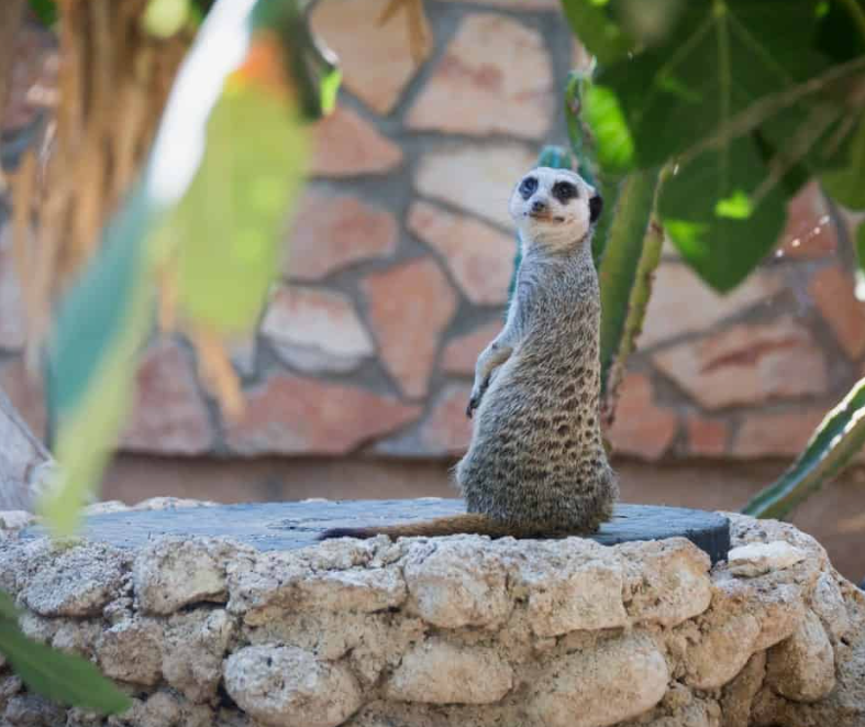 Лично я познакомилась впервые с этими животными - сурикатами - несколько лет назад в Израиле в Библейском зоопарке в Иерусалиме