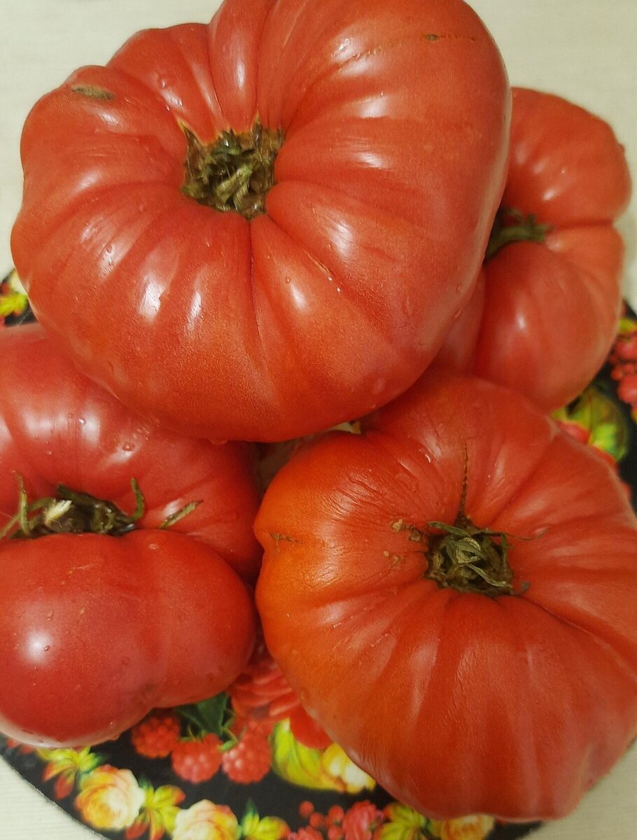 Минусинский розовый гигант