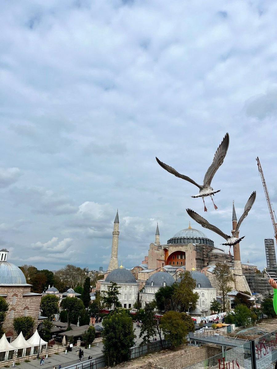 Покормили чаек