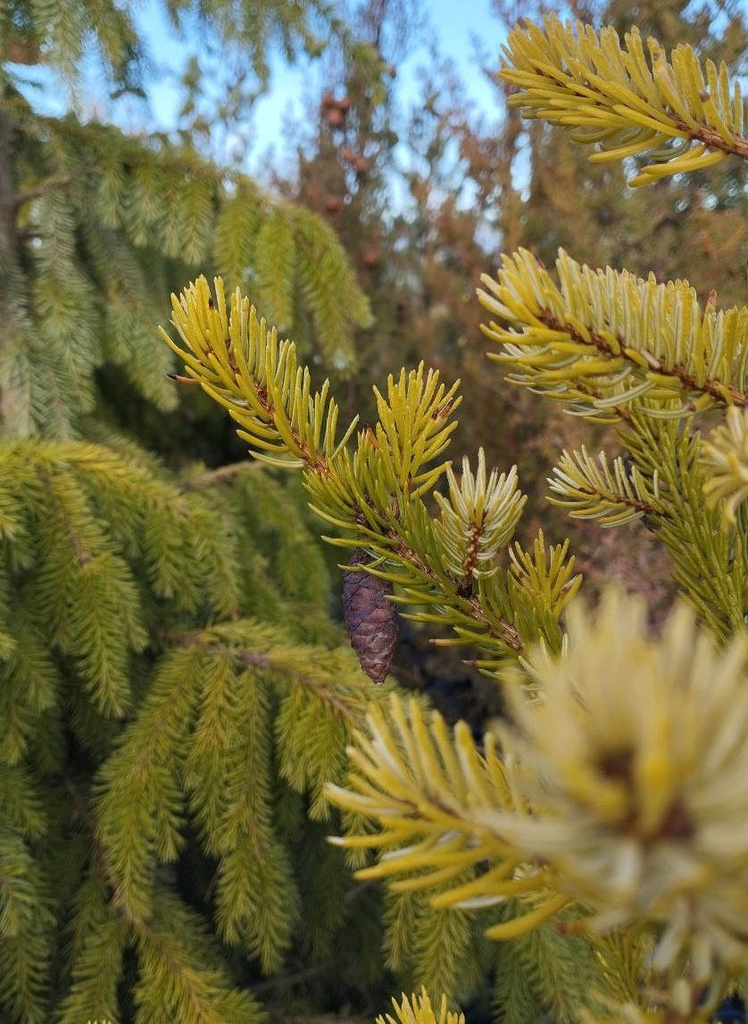 Ели в "Краснолесье"