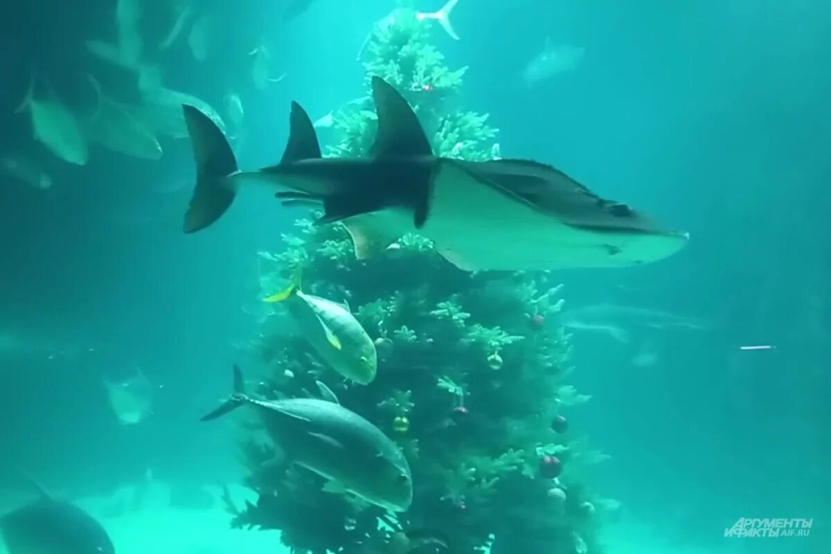    «Волшебный «подводный» сюрприз ждет всех гостей экспозиции — праздничная елка в большом морском аквариуме.