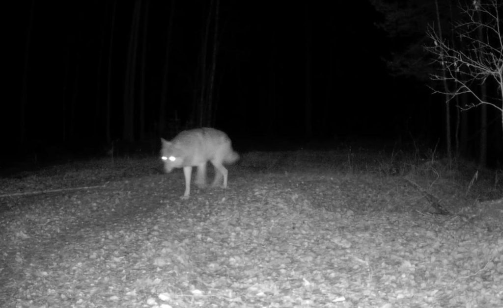    Заповедник Большая Кокшага