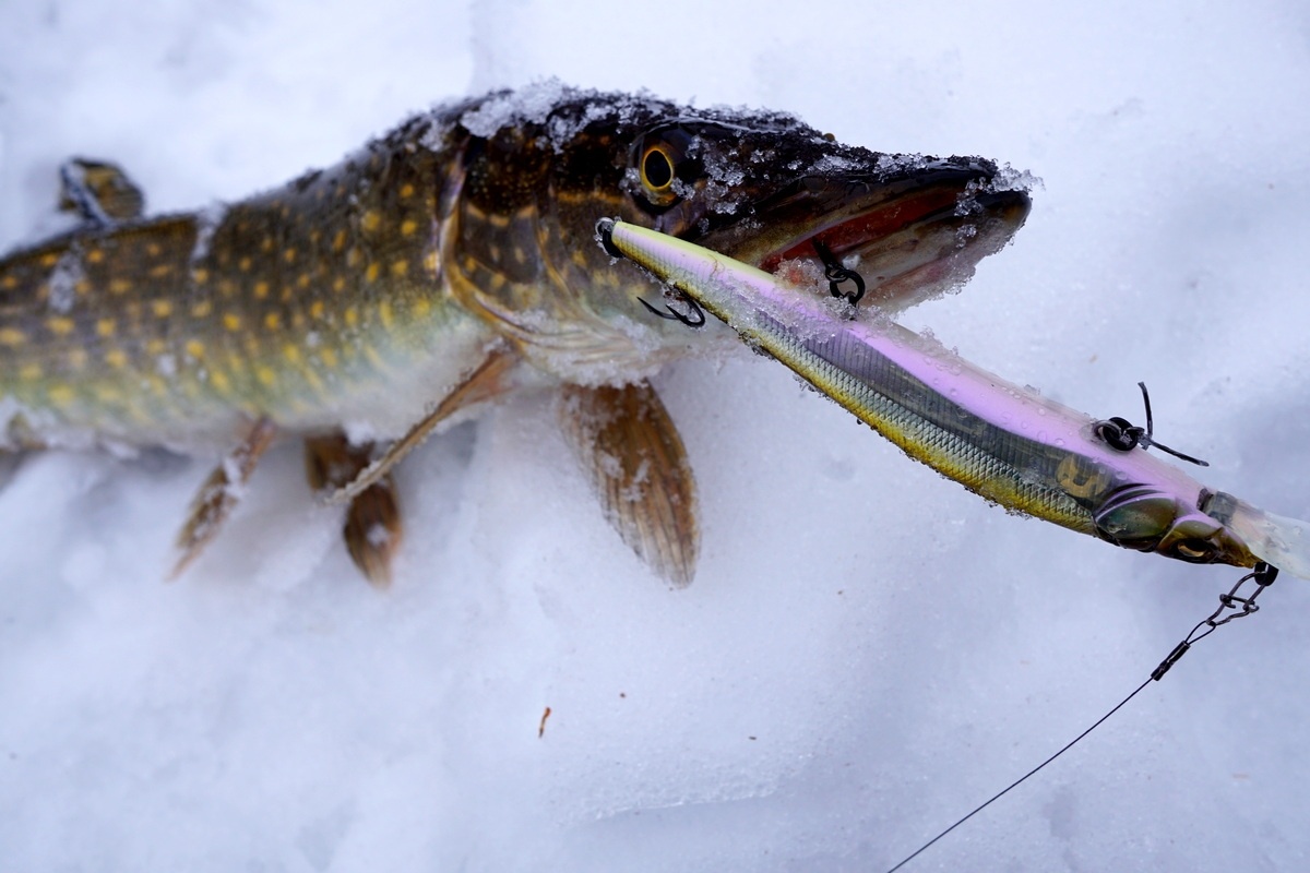 фото: Вячеслав Голубев