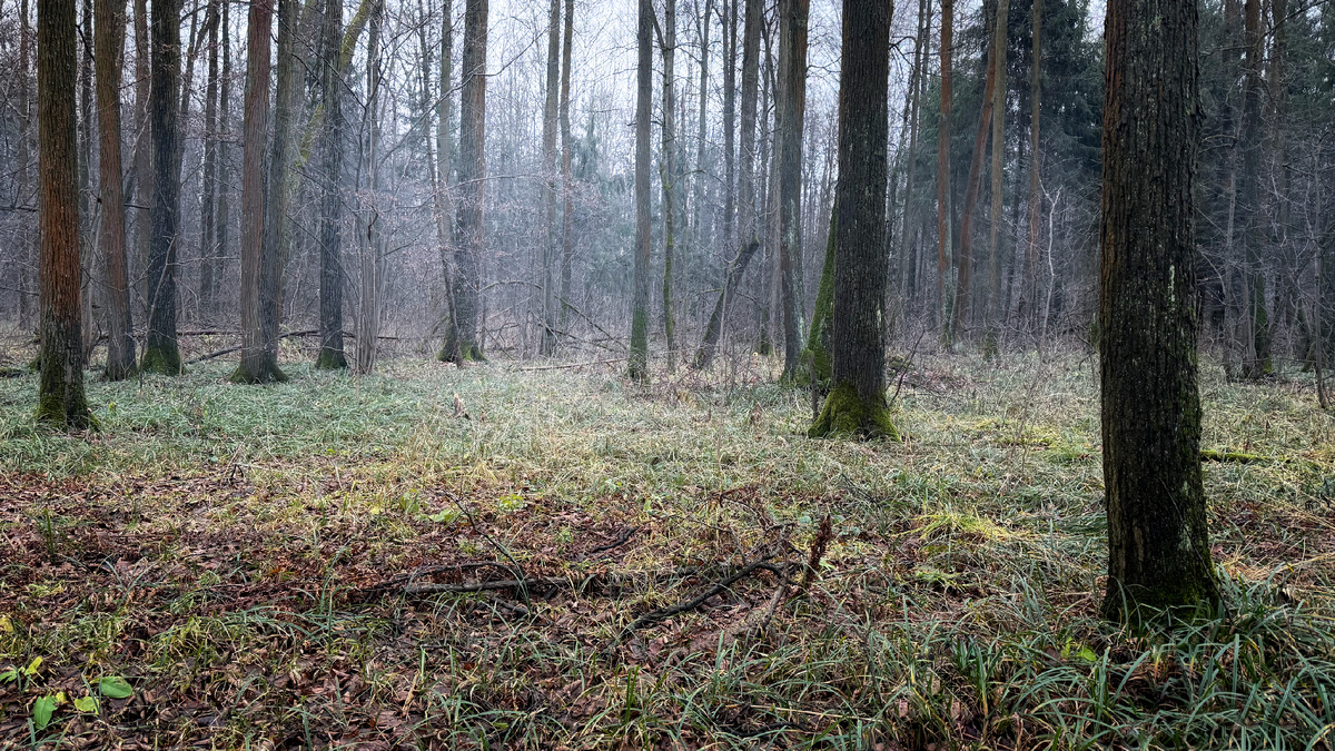 Дышащий ноябрьский лес