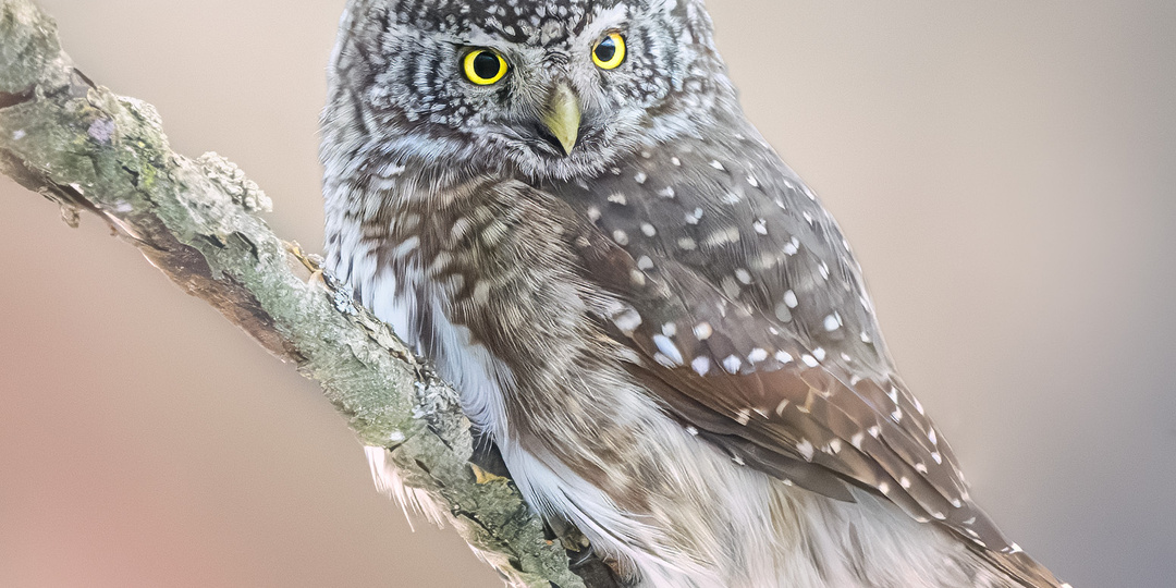 На сырых дорогах межсезонья. Ожидая зиму. Фотографии дикой природы.