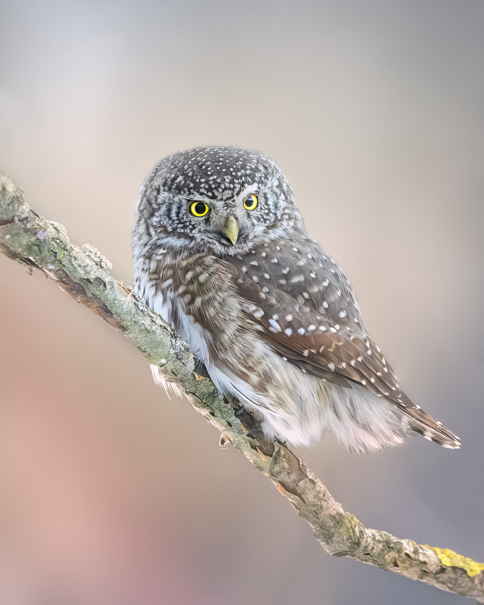 Посланник чащи (Воробьиный сычик)