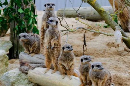 Сурикаты из Московского зоопарка