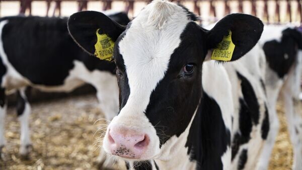    © РИА Новости Крым