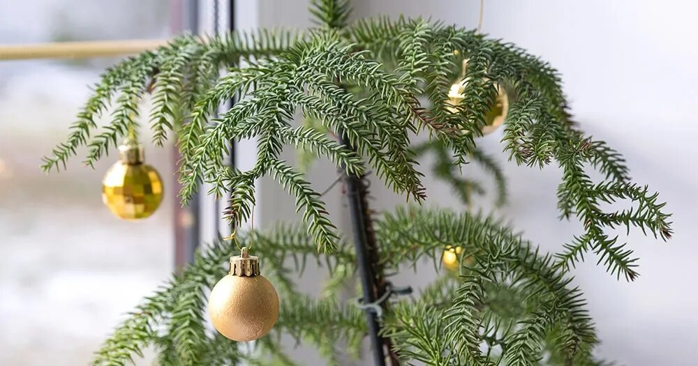 Араукария комнатная: секреты ухода за новогодней елью в домашних условиях