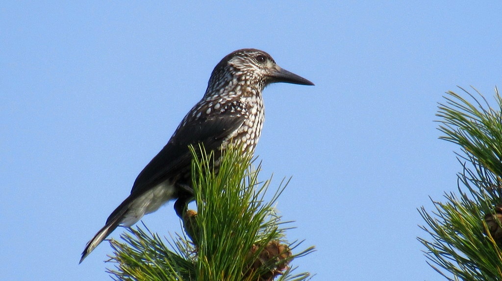 Встречена в тайге Ханты-Мансийска 