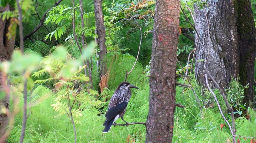Встречена в одном из парков Ханты-Мансийска 
