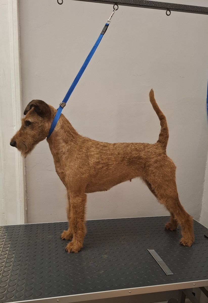 Айне после тримминга 