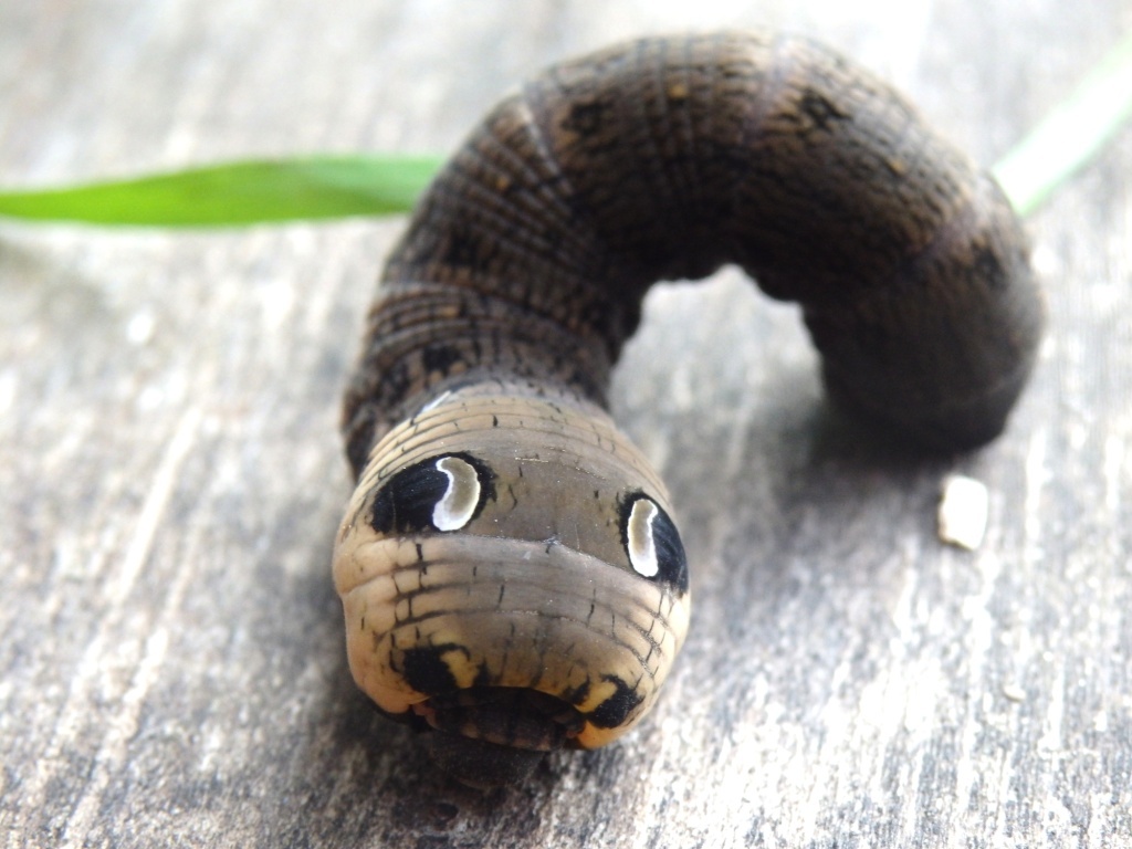 "Глаза" бражника