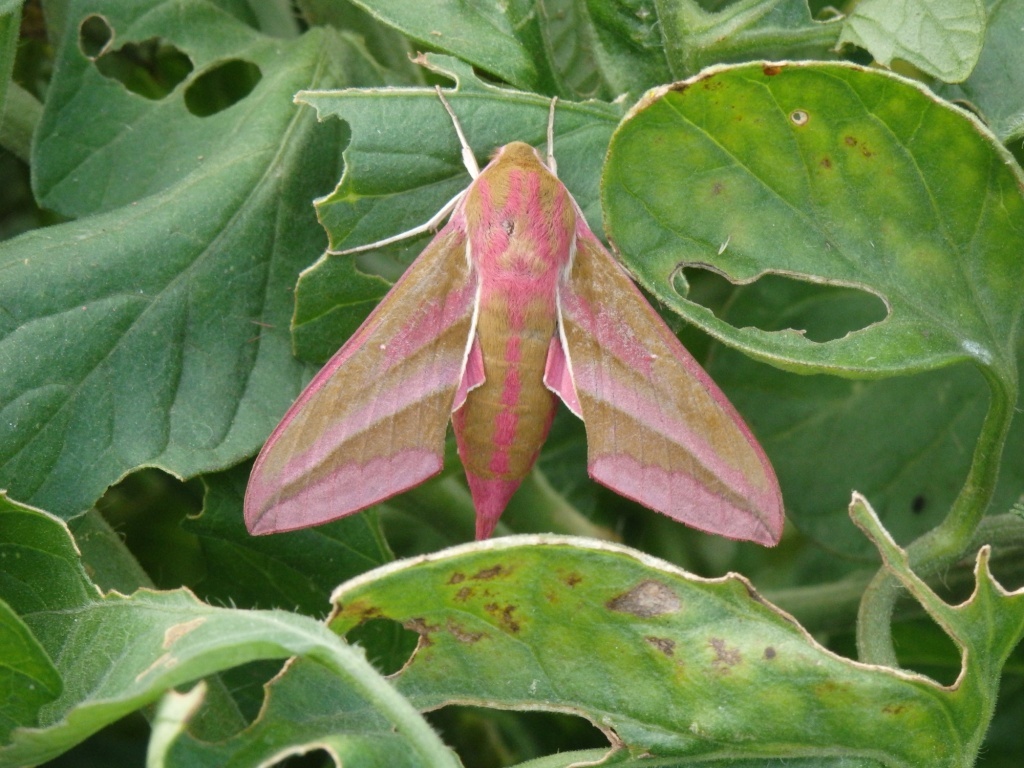  Бабочка винного бражника