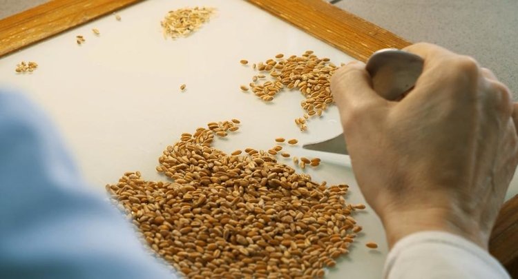    Фото: ФГБУ ЦОК АПК