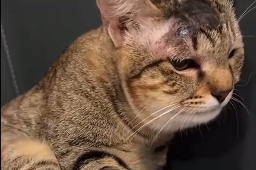 Масю спасли врачи. Фото: КП-Екатеринбург