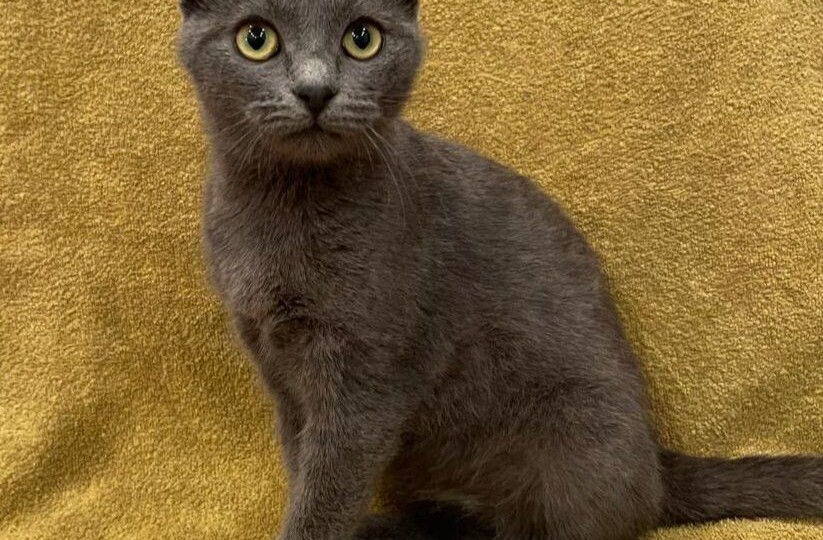 Котенок шотландской вислоухой ищет дом! Москва, МО