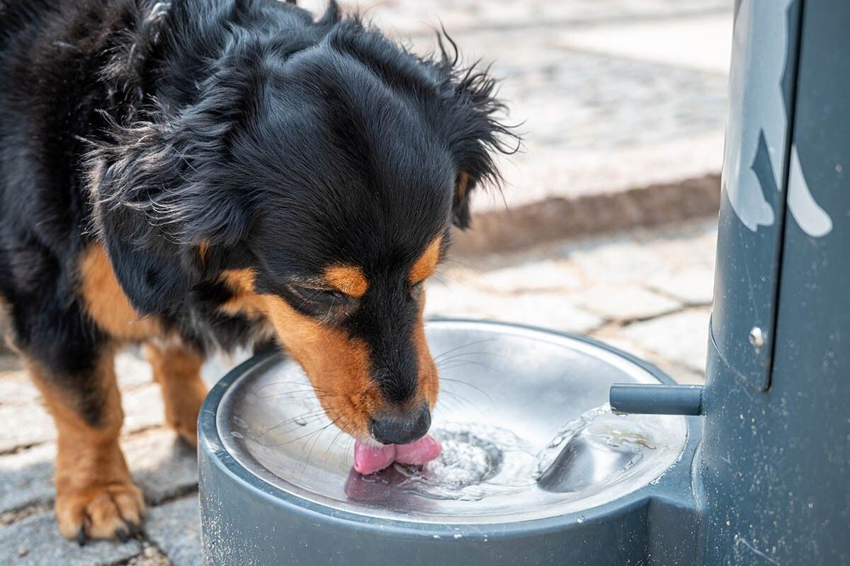 Важно всегда следить, сколько собака пьет, чтобы вовремя заметить проблему. Источник: shotsbyvy / Shutterstock / FOTODOM📷
