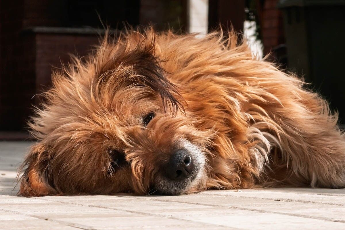 Обращайте внимание на сопутствующие симптомы: вялость, апатию, потерю аппетита. Источник: Dan Gabriel Atanasie / Shutterstock / FOTODOM📷
