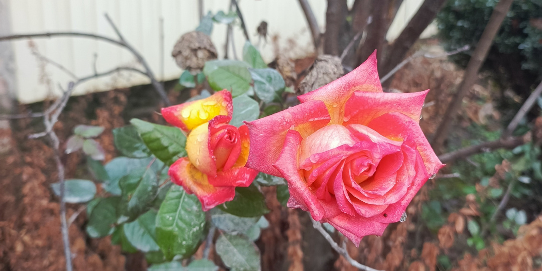 Хитрость, или Любовь по-казачьи