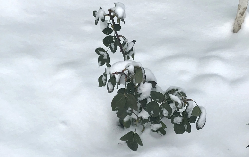  Роза в снегу