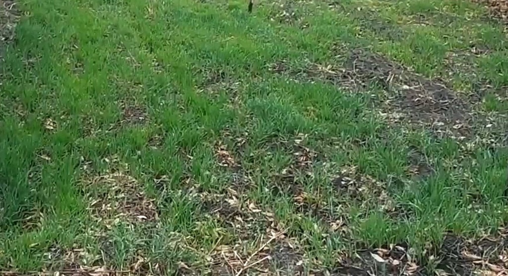  Всходы овса