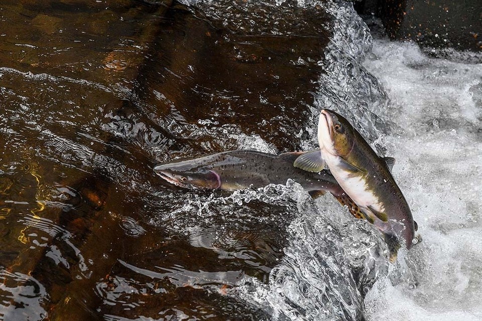    Следующую акцию запланировали на весну 2026 года. Михаил ФРОЛОВ