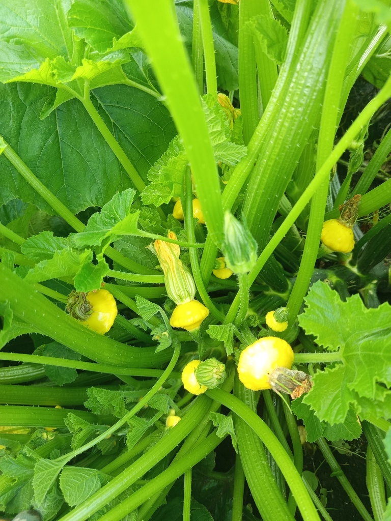  Завязи формируются в центре куста