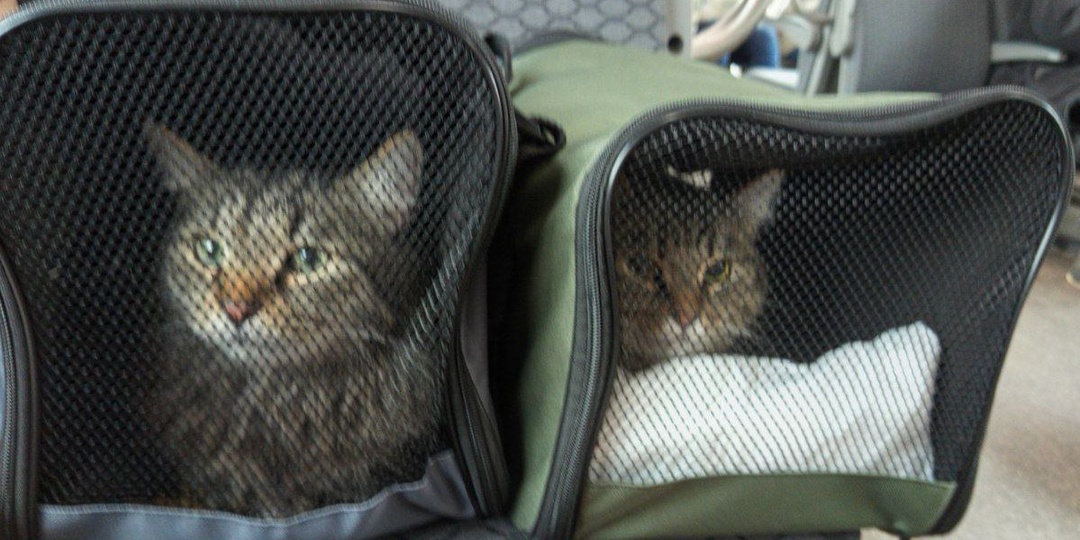 Про моих кошечек-путешественниц