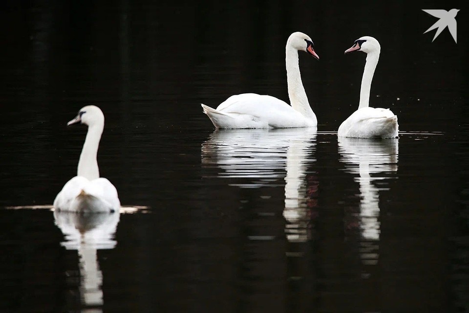    Минприроды призывает белорусов не кормить лебедей и уток – вот почему. Снимок носит иллюстративный характер. Павел МАРТИНЧИК