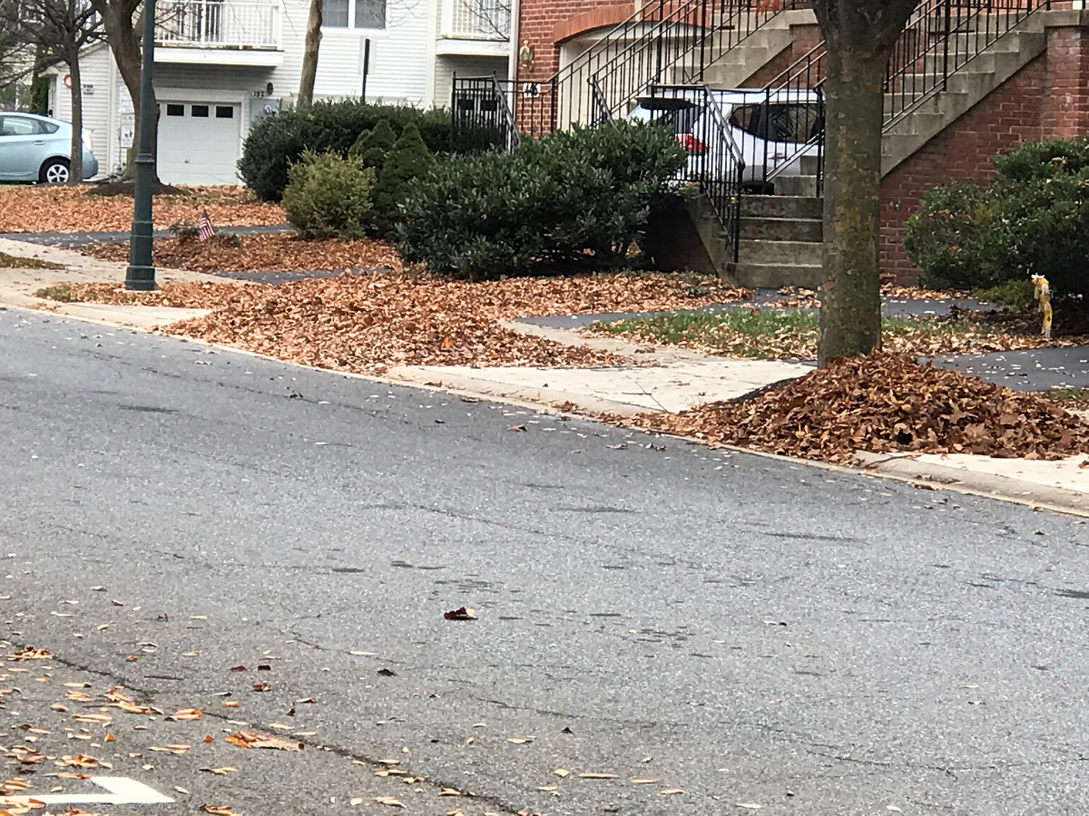 Осенние листья, которых просто немеряно