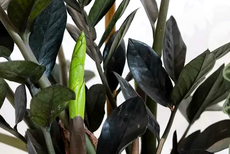 Замиокулькас черный