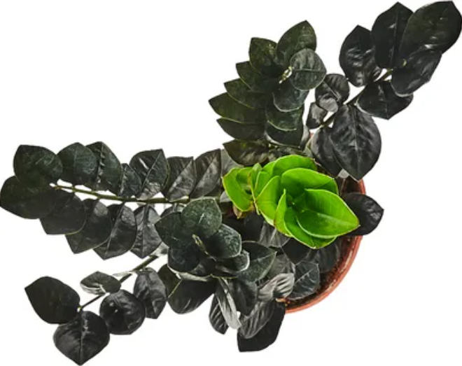 Замиокулькас черный