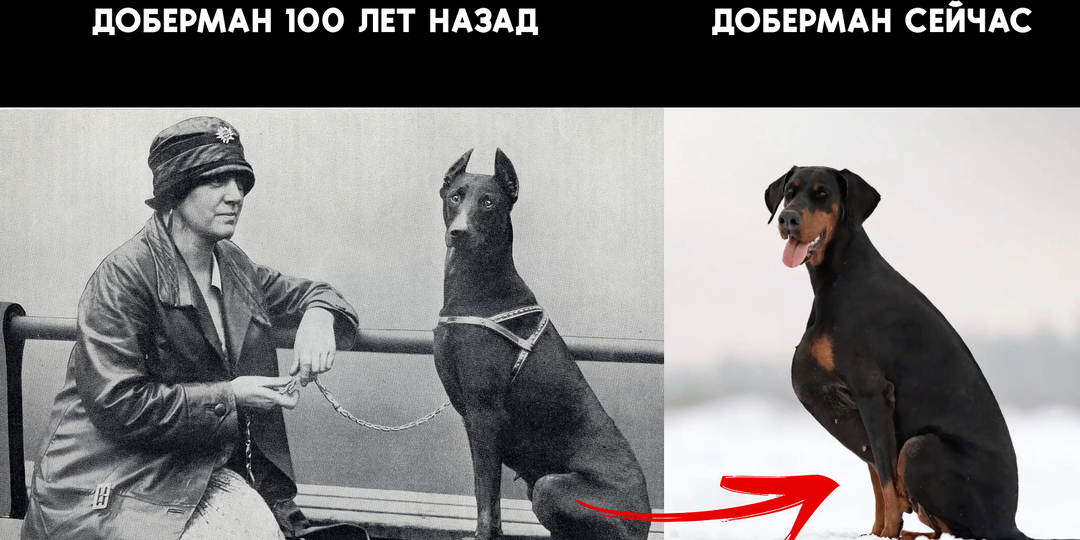 Доберман: Полиция уже отказалась от них. Правда ли, что эта порода испорчена и скоро исчезнет?