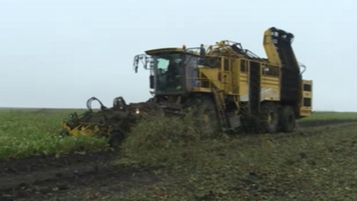    В Курской области завершена уборка сахарной свёклы
