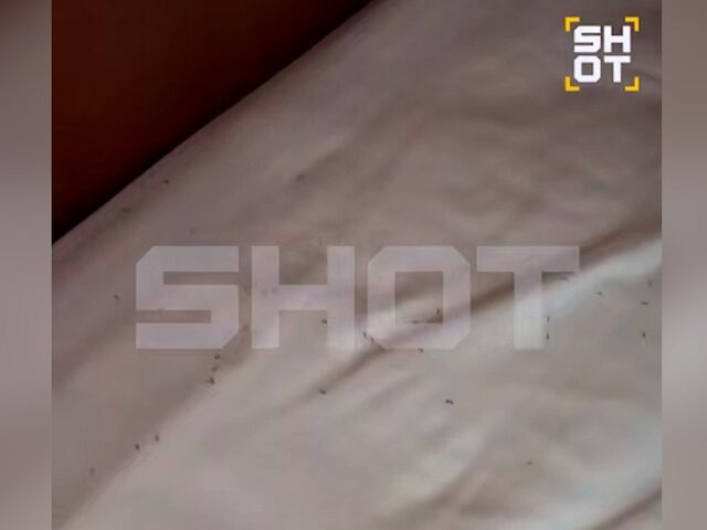    Фото: телеграм-канал SHOT