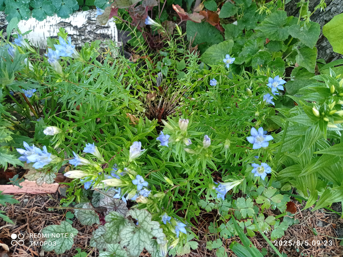 садовый гибрид