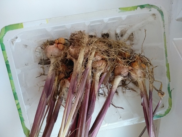 У ацидантеры высохли корни и стебли