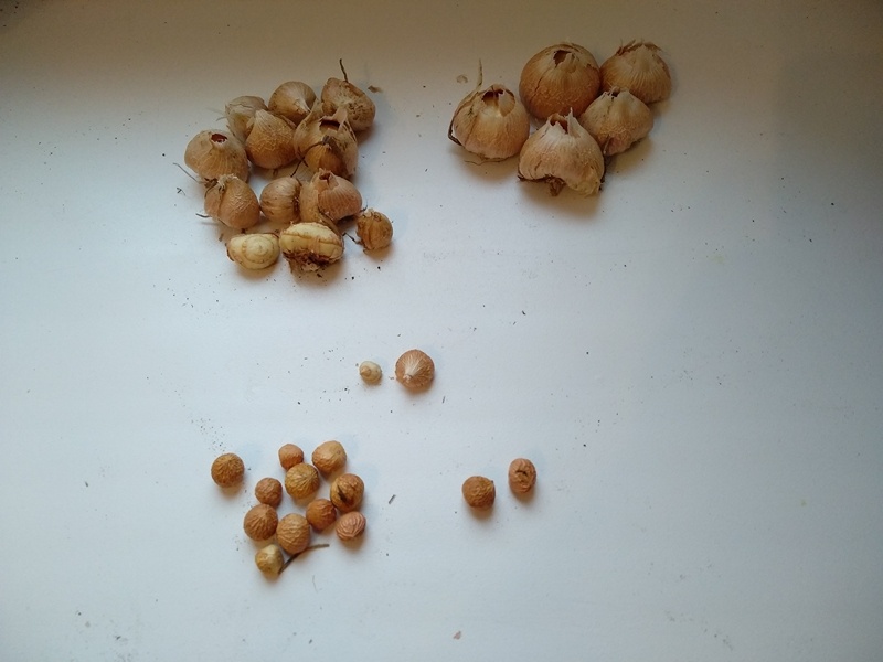 Урожай луковиц и деток