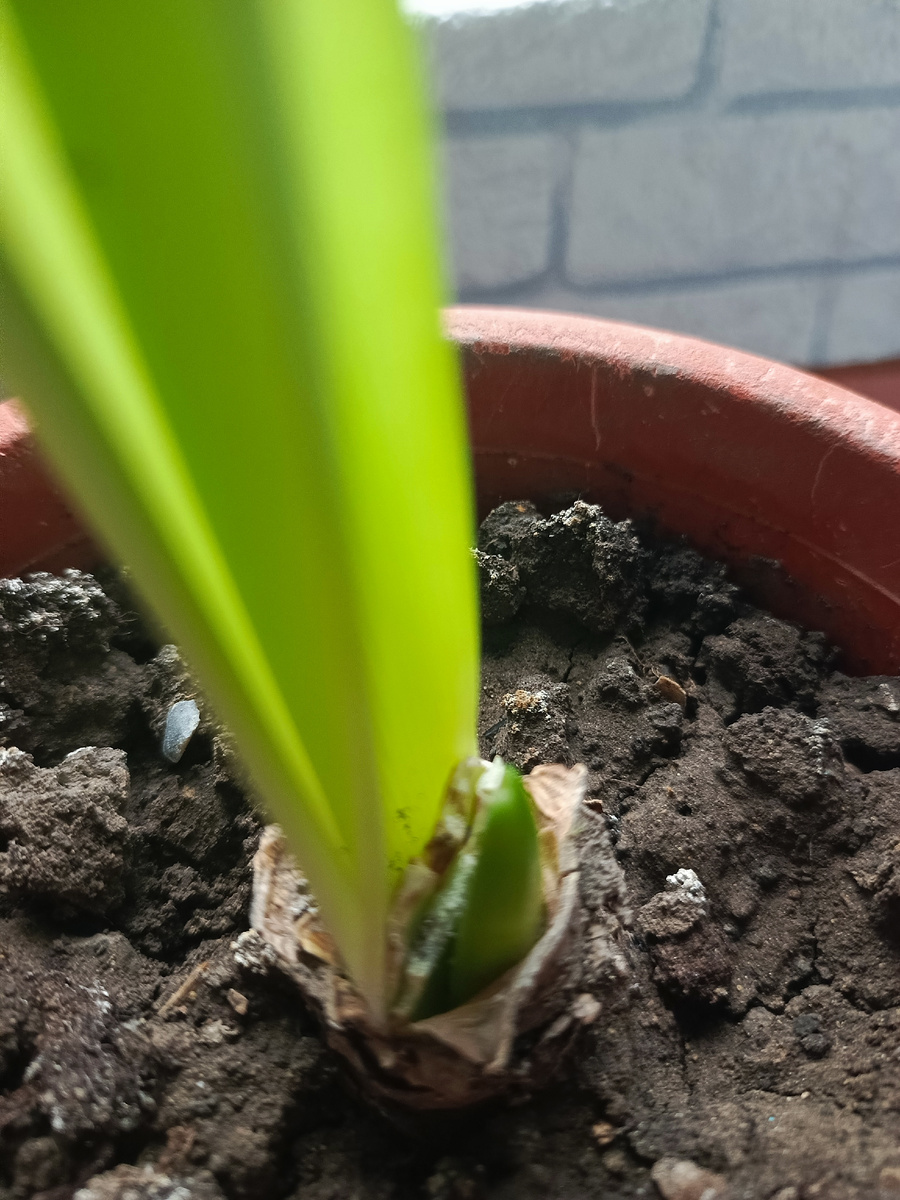 Бутон, которого я ждала 22 года 