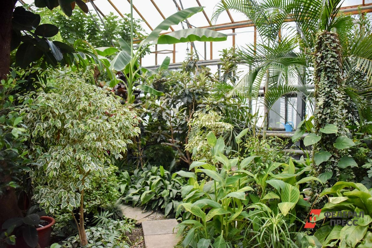 Сотрудники ботсада использовали обогреватели, чтобы поддерживать нужную температуру.  Фото: Полина зиновьева