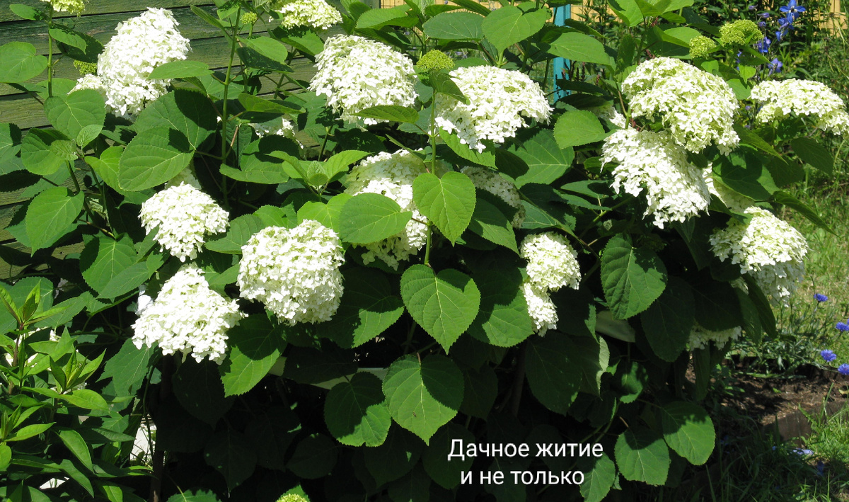 Фото автора. Древовидная гортензия Анабель