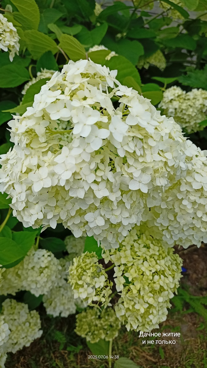 Фото автора. Гортензия Анабель лето 2025