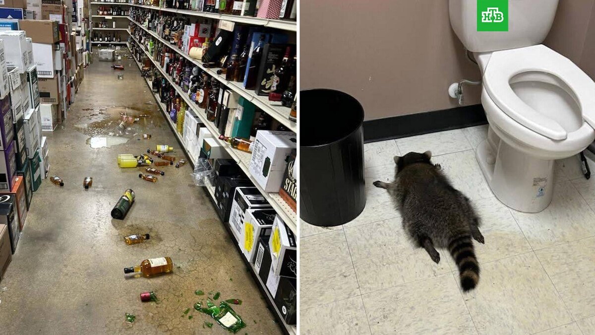    Фото: Hanover County Animal Protection & Shelter