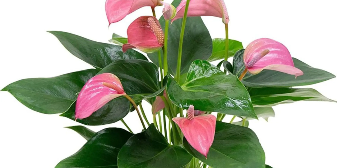 Антуриум Роял Пинк Чемпион: уход в домашних условиях для пышного цветения